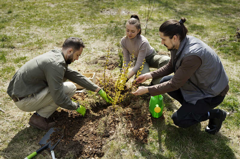 plant trees